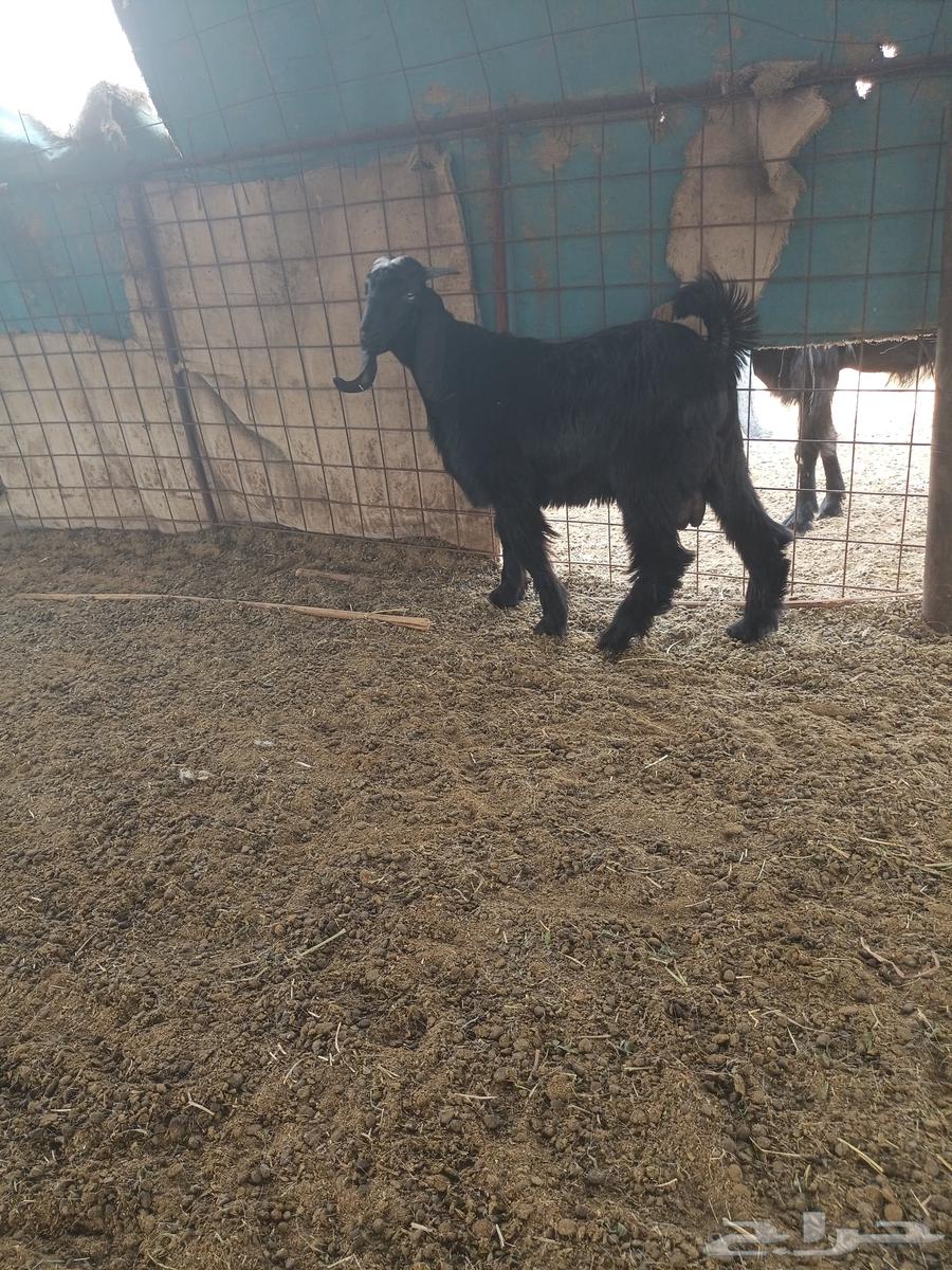 خمس تيوس للبيع64227535265667110