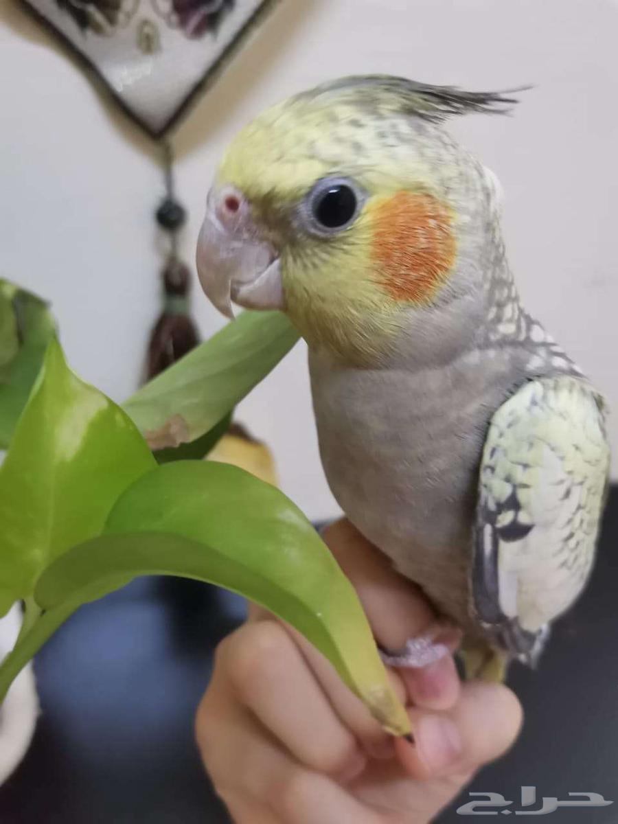 جوز كروان كوكتيل اليف للبيع64456476296065110