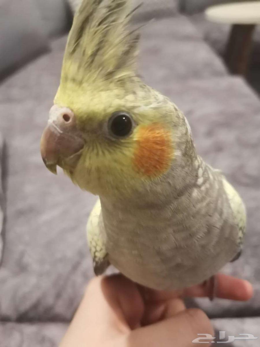 جوز كروان كوكتيل اليف للبيع64456476296065111