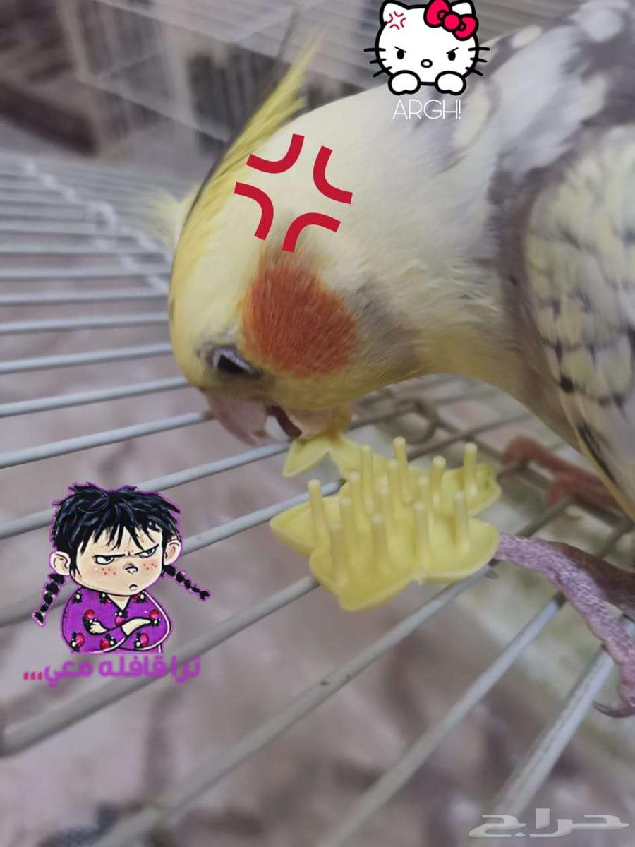 جوز كروان كوكتيل اليف للبيع64456476296065113