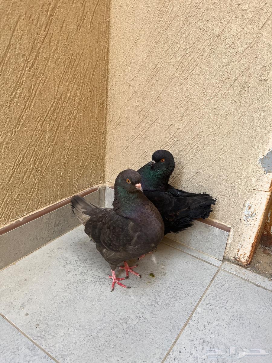 حمام كنق64260986590465110