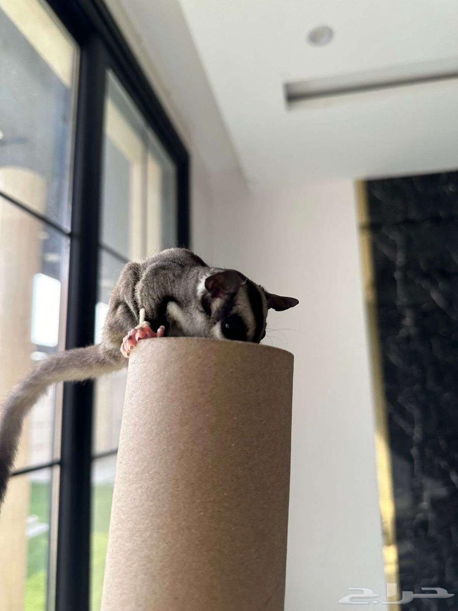 سنجاب طائر شوقر قلايدر 500 ريال64260986769666110