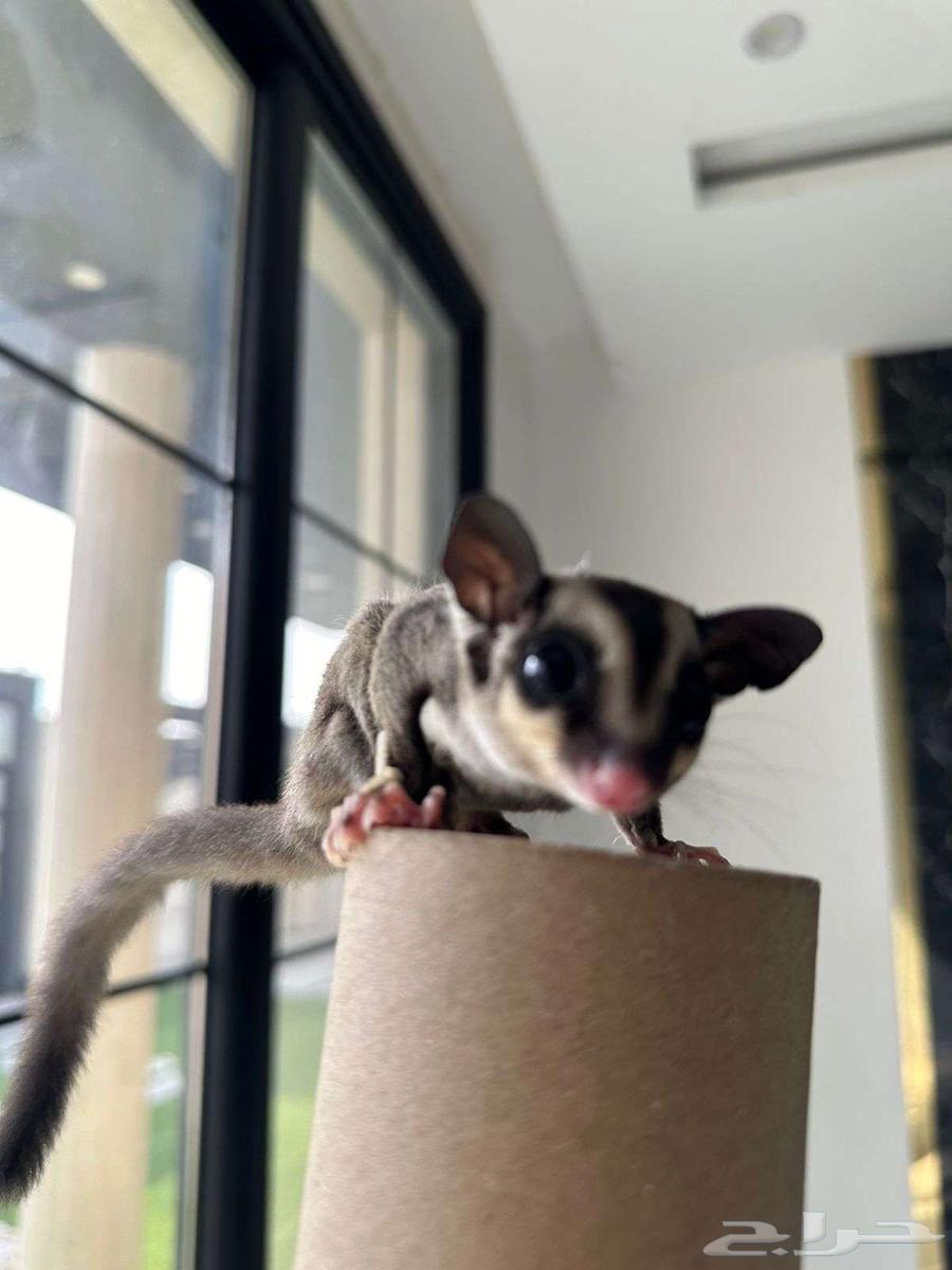 سنجاب طائر شوقر قلايدر 500 ريال64260986769666114