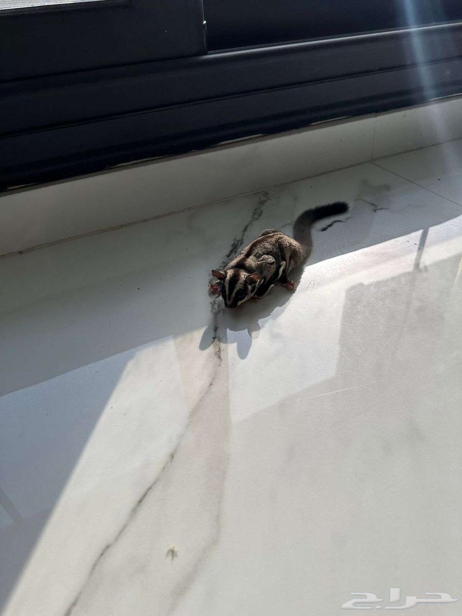 سنجاب طائر شوقر قلايدر 500 ريال64260986769666113