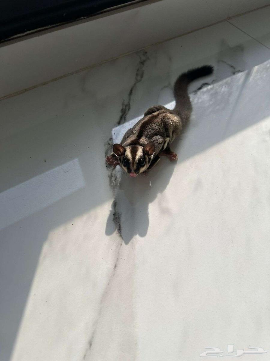 سنجاب طائر شوقر قلايدر 500 ريال64260986769666112