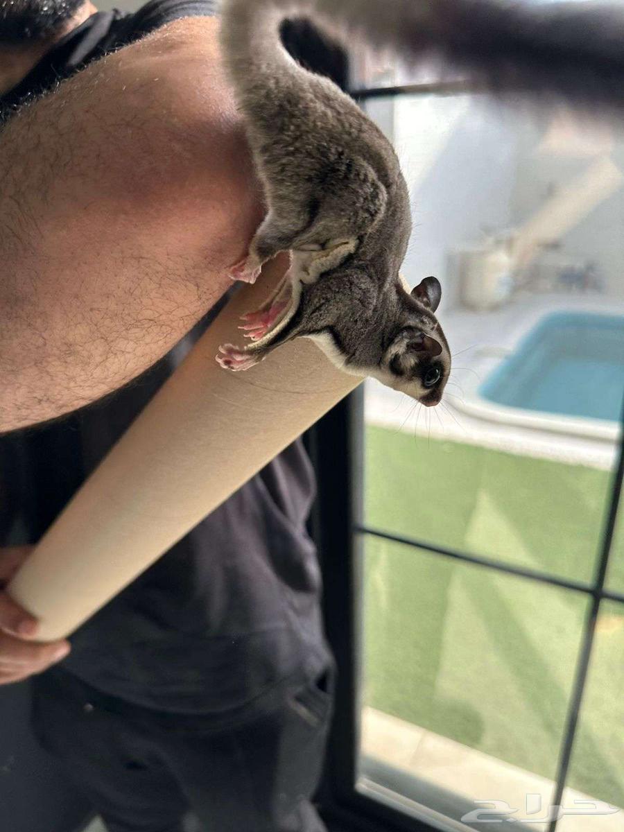 سنجاب طائر شوقر قلايدر 500 ريال64260986769666111