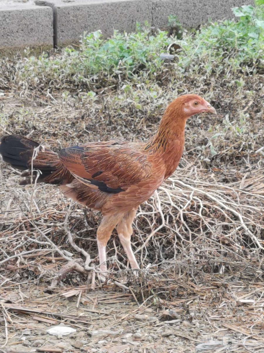 دجاج باكستاني للبيع64262021075843111