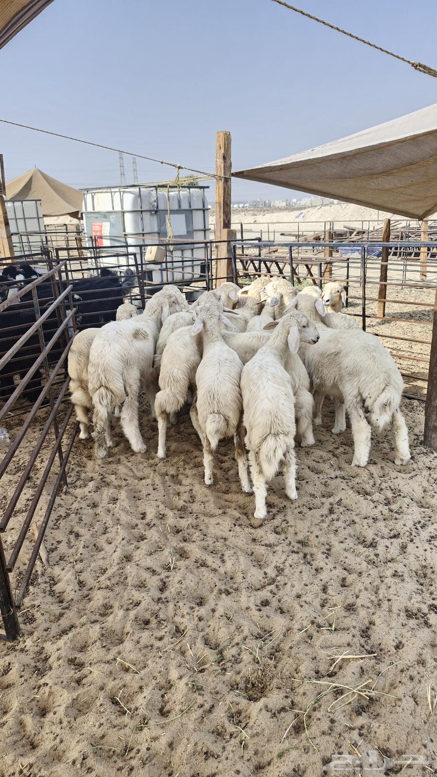 Naim's Halal Slaughters Goats and Sheep64238147799426110