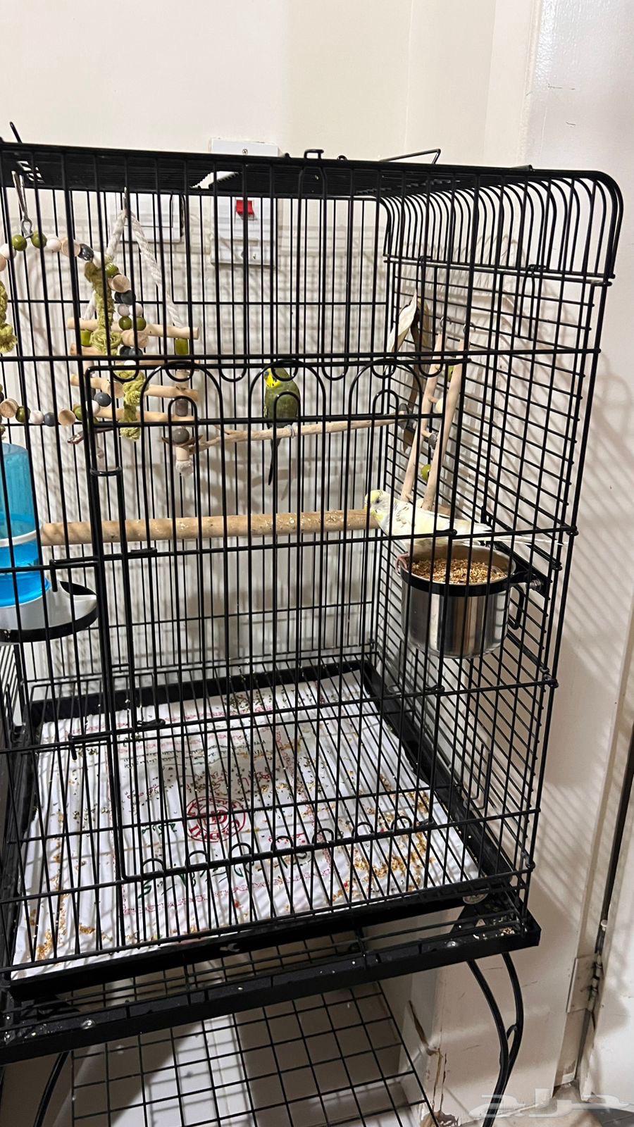 للبيع طيور بادجي مع القفص والملحقات64271417589377111