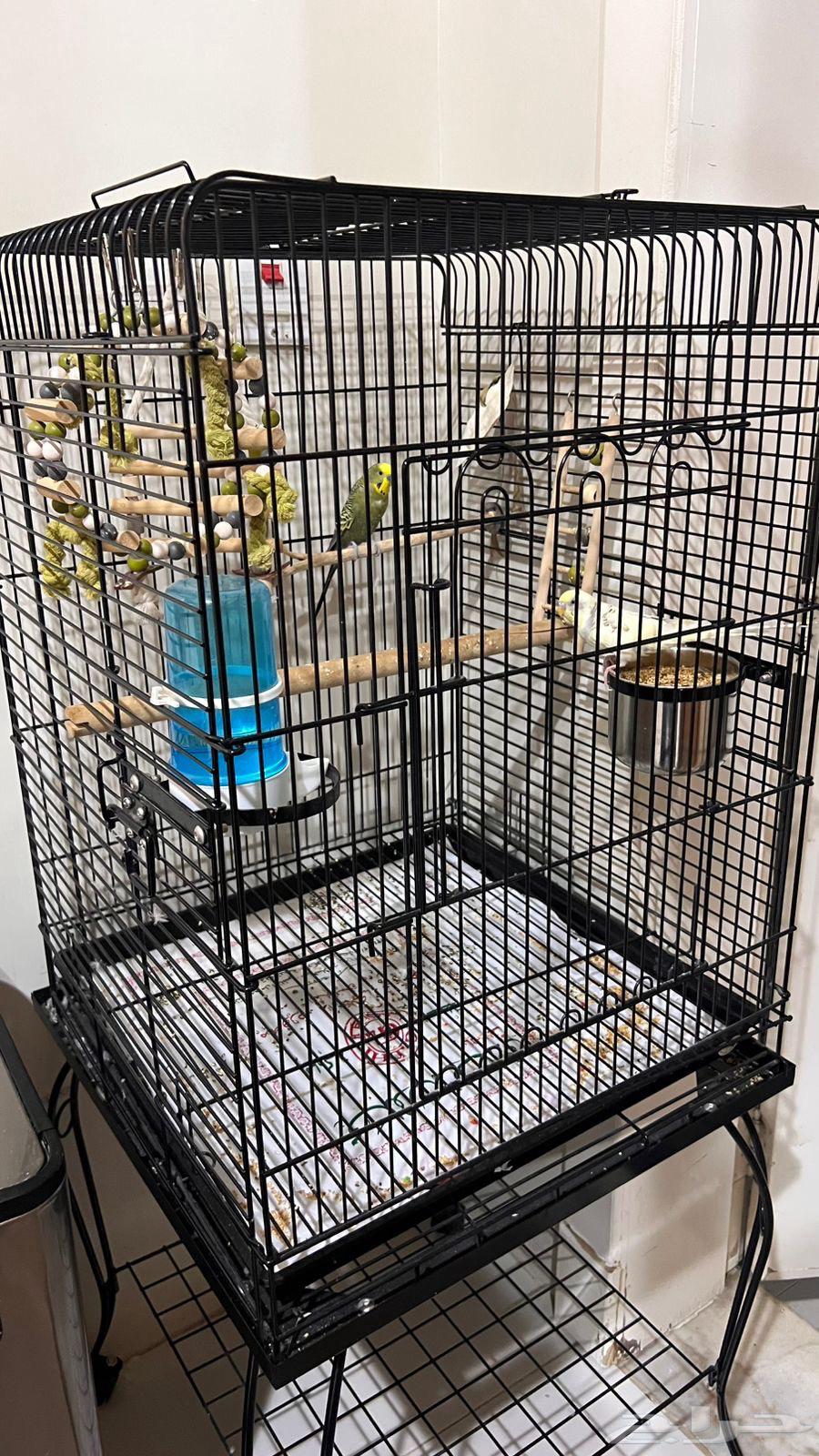 للبيع طيور بادجي مع القفص والملحقات64271417589377110