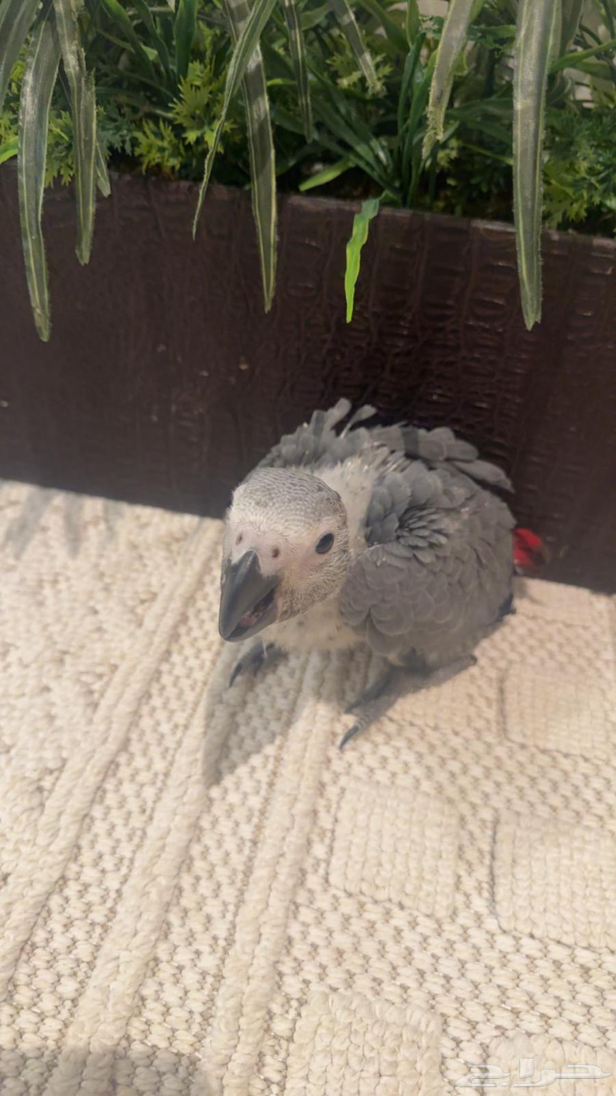 Farkh Cassco Congo64273012416515114