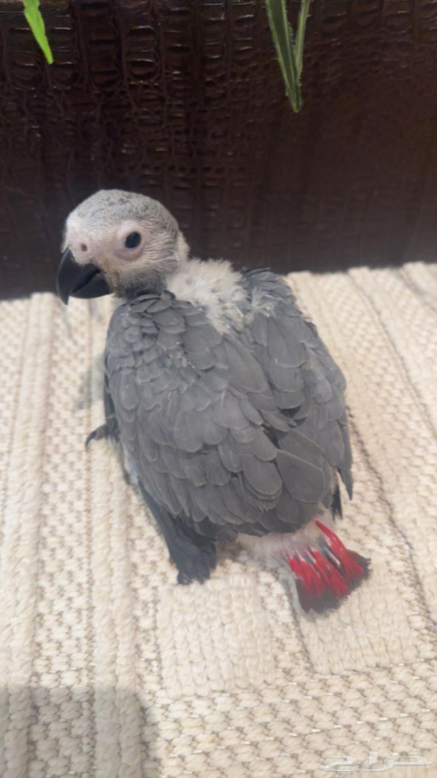 Farkh Cassco Congo64273012416515111