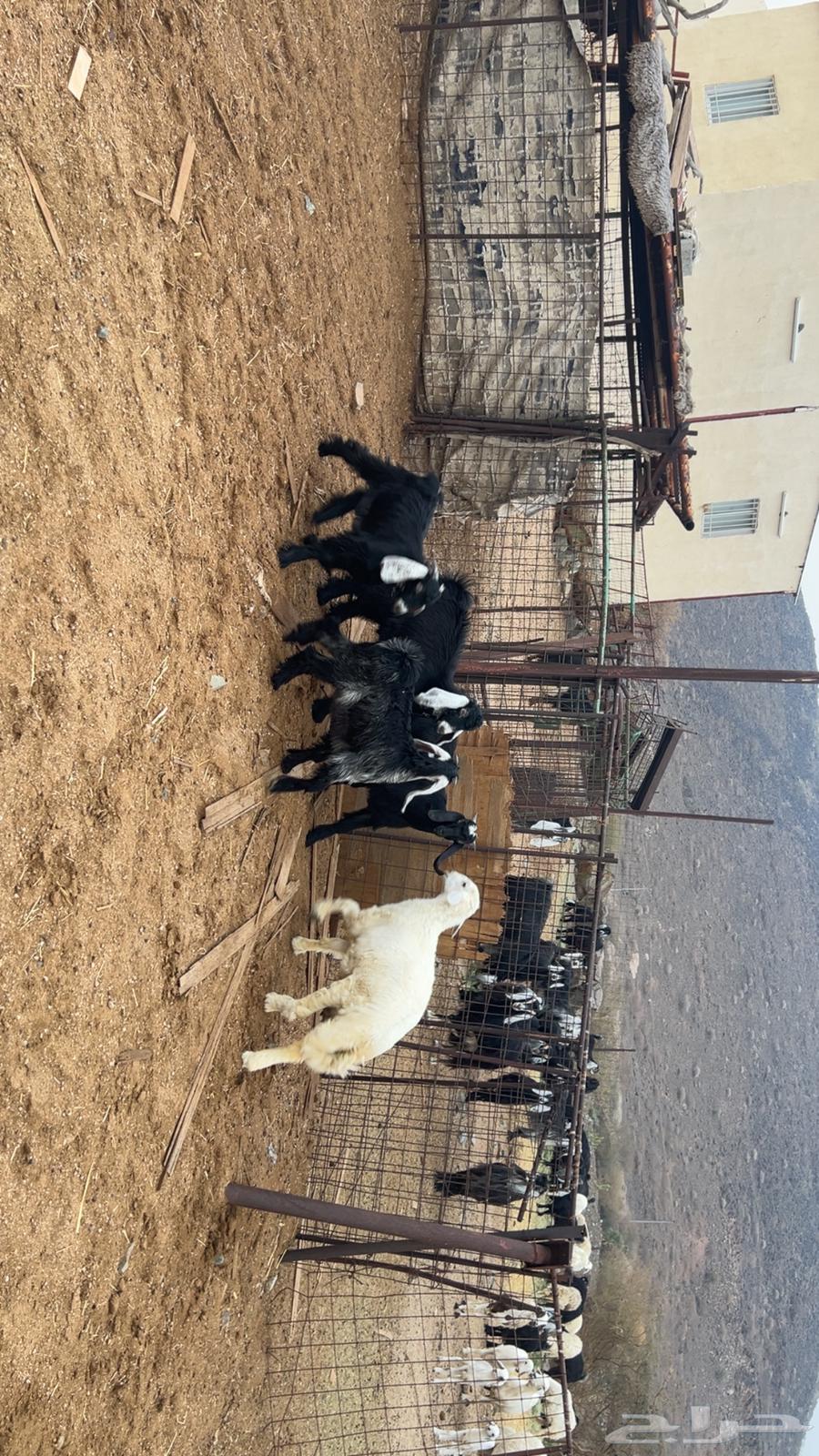 خمس تيوس للبيع64227535265667111