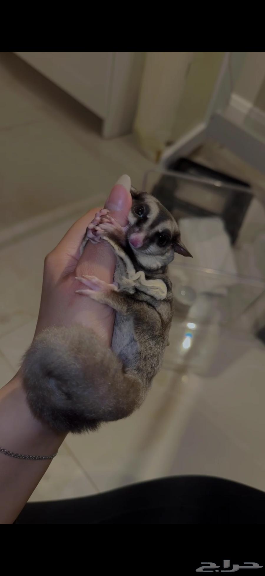 انثى شوقر قلايدر64260986742146110