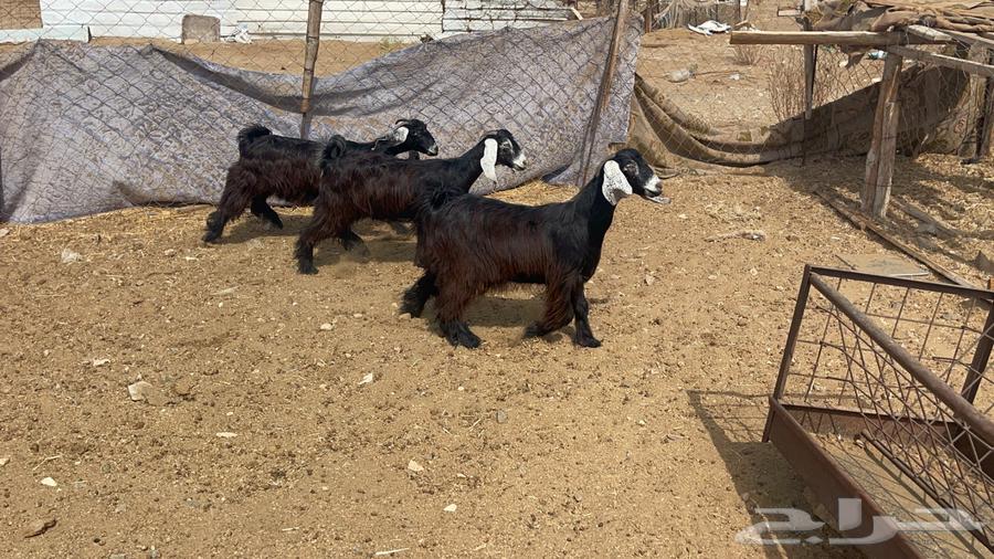 جفار عوارض عدد364272510934403112