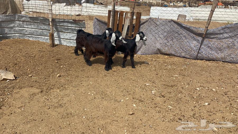 جفار عوارض عدد364272510934403113