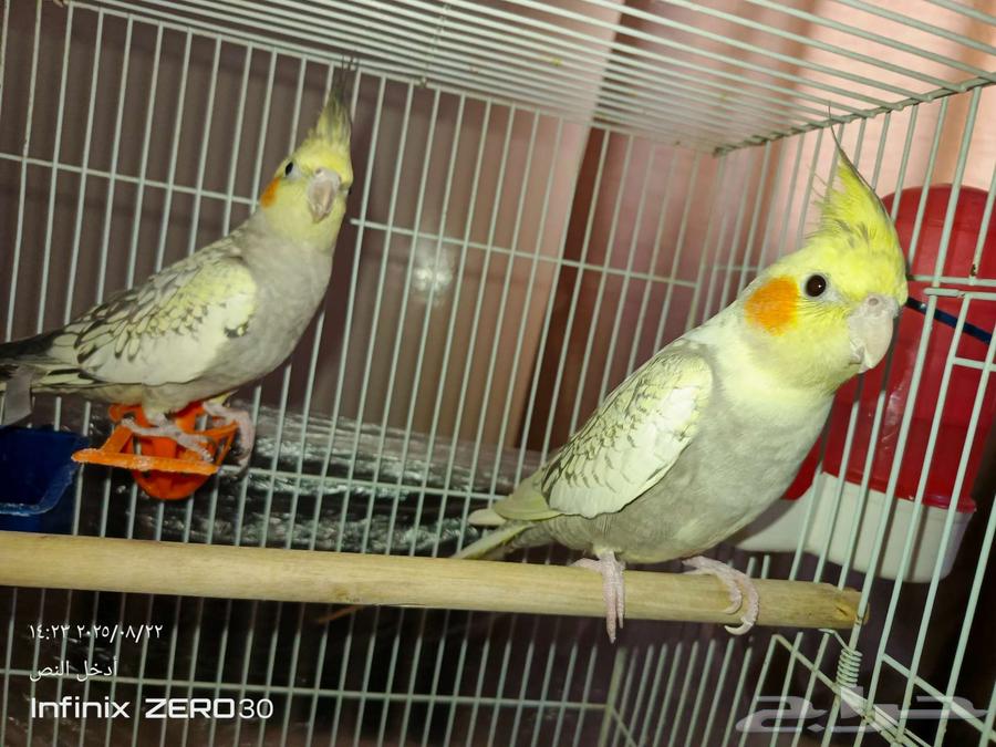 جوز كروان كوكتيل اليف للبيع64456476296065112