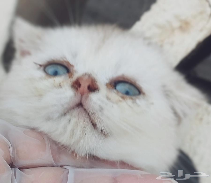 قط صغير مميز وانتاج جميل64261346629251110