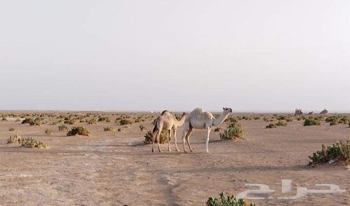 للبيع قعدان طيبه وبرية علي حليب أمهاتها63723735504003110