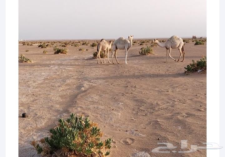 للبيع قعدان طيبه وبرية علي حليب أمهاتها63723735504003111