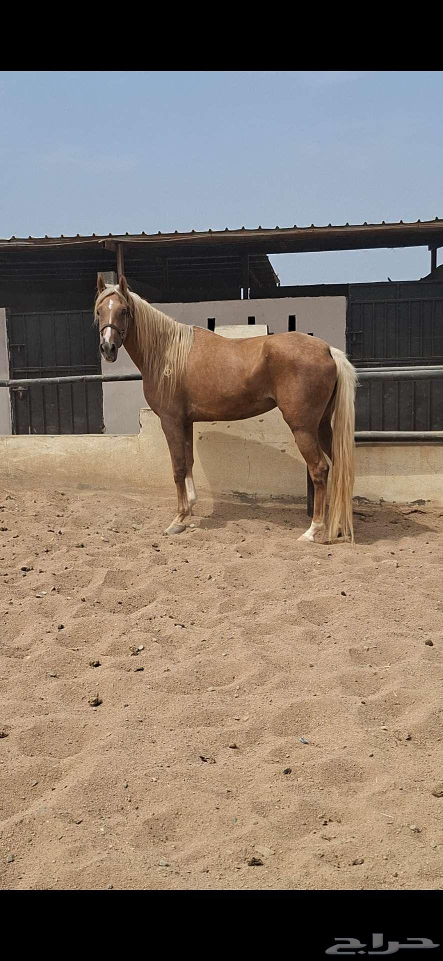 Rare Sale of Blamino Sheikhah Horse63619156942979113