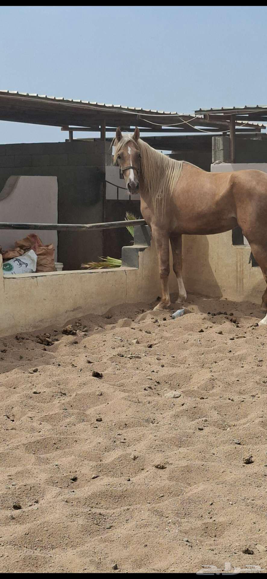Rare Sale of Blamino Sheikhah Horse63619156942979110