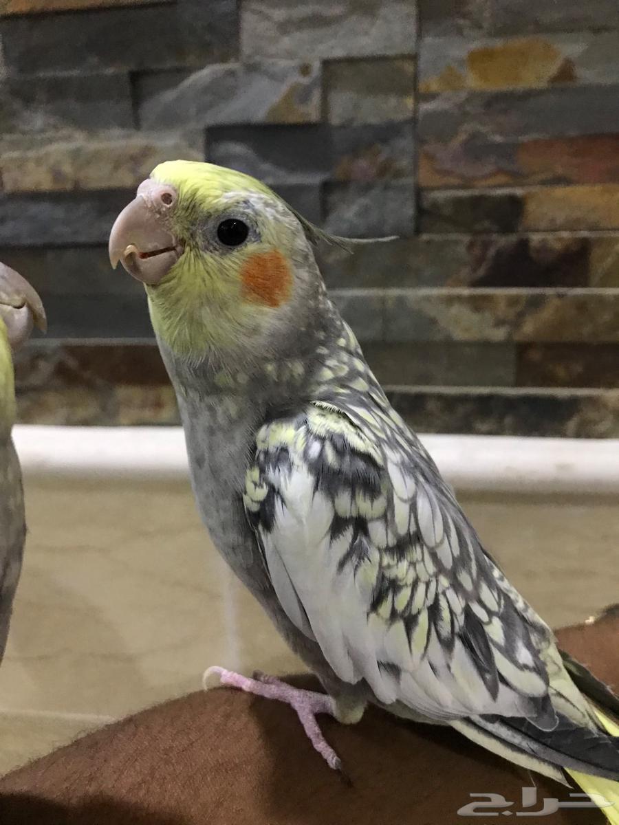 Talking Crow64307522297985111