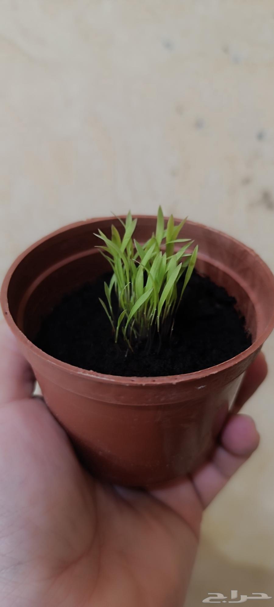 شتلات بونيكام مومباسا اف ون64238371424129110