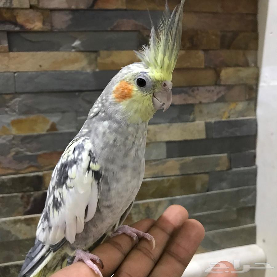 Talking Crow64307522297985112