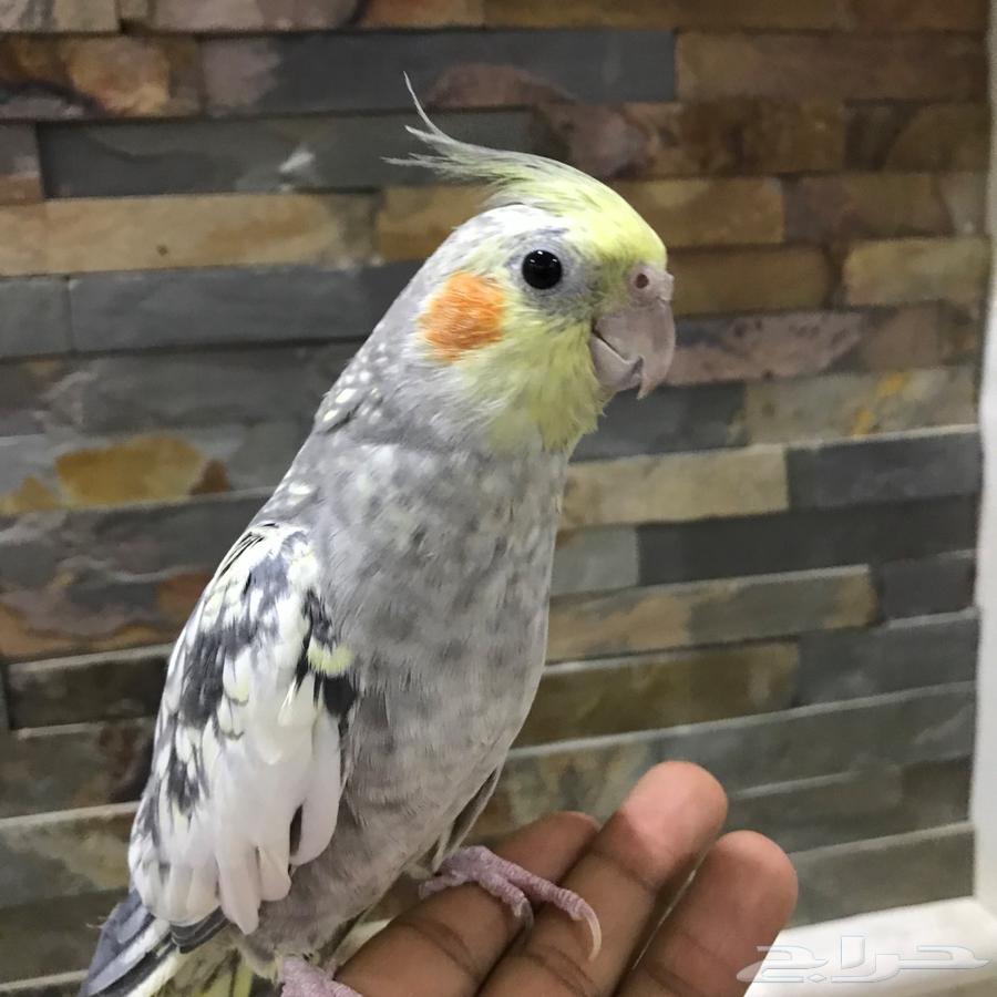 Talking Crow64307522297985113