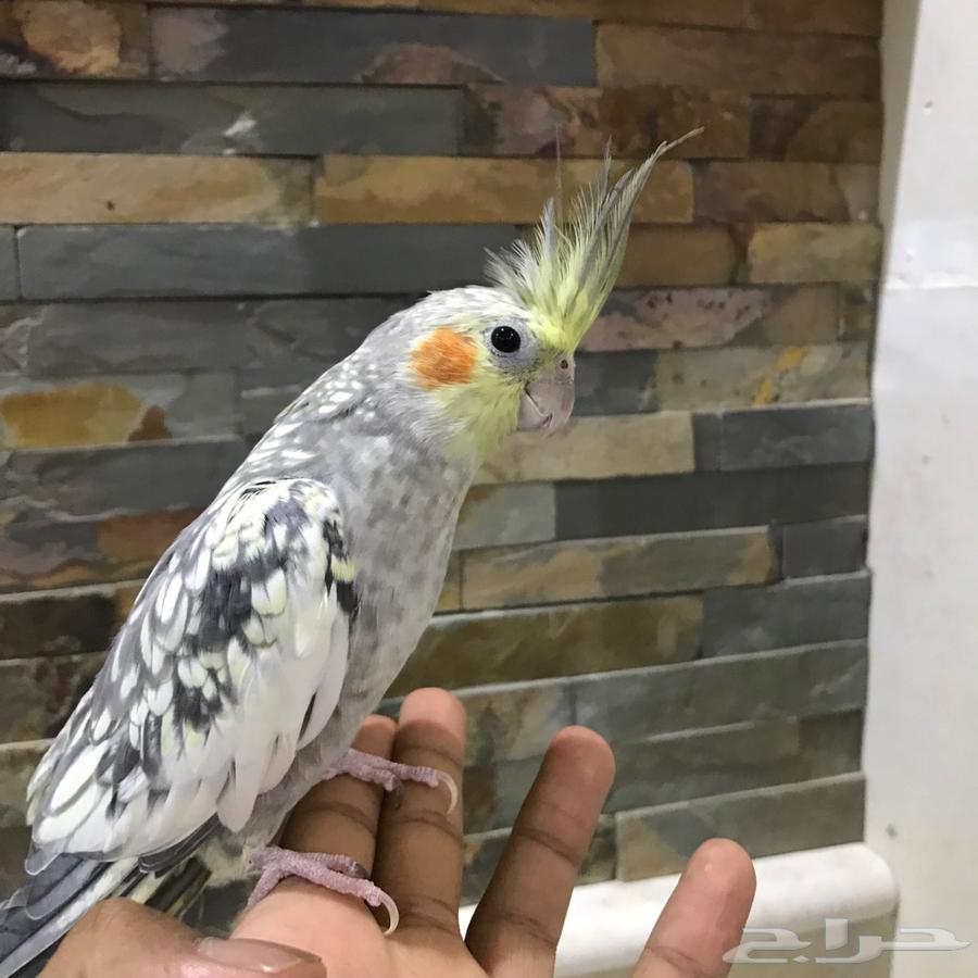 Talking Crow64307522297985110