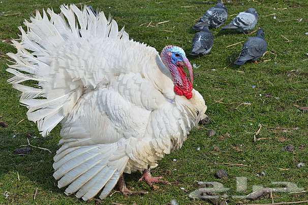 دجاج رومي جمله64325369229442110