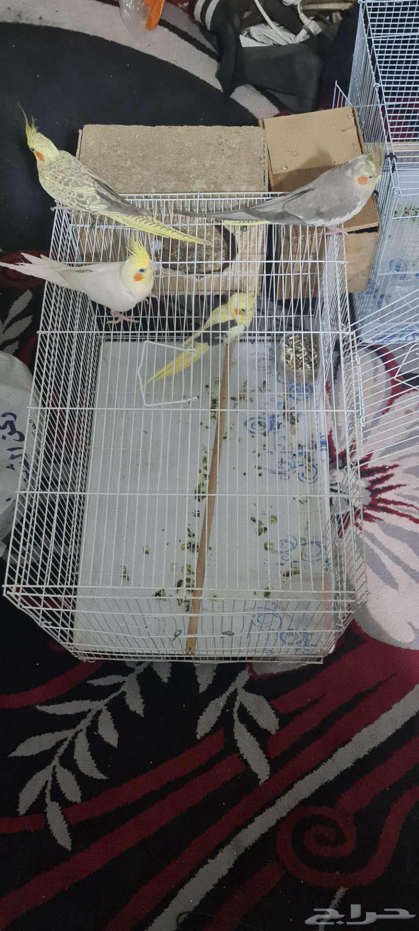 (((مزاد على جوزين كروان منتجة شرررط)))64319450326531111