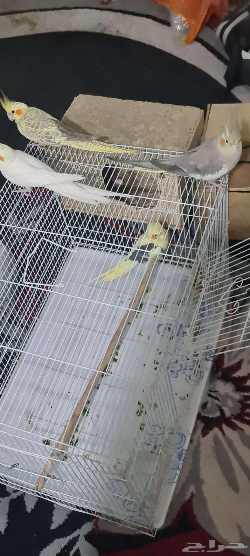 (((مزاد على جوزين كروان منتجة شرررط)))64319450326531113