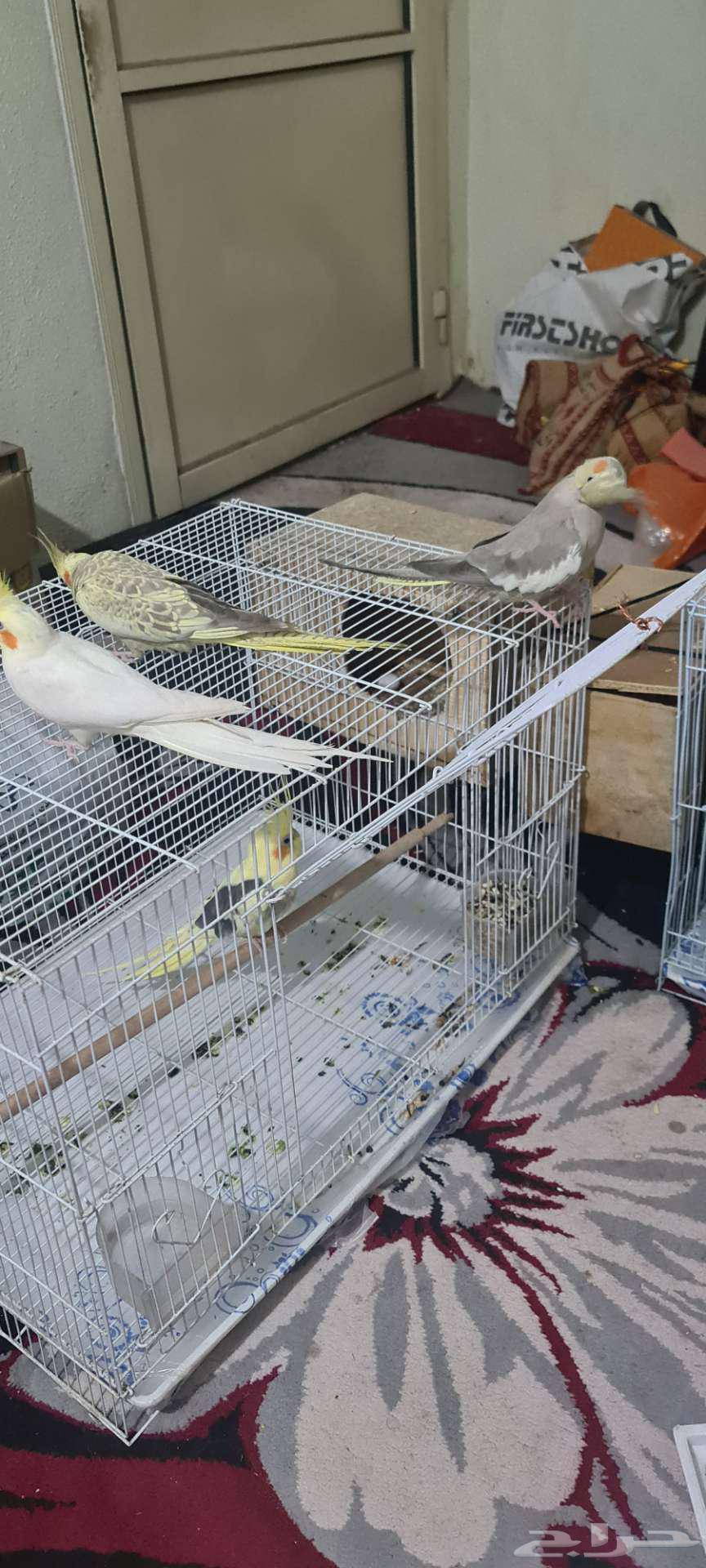 (((مزاد على جوزين كروان منتجة شرررط)))64319450326531110