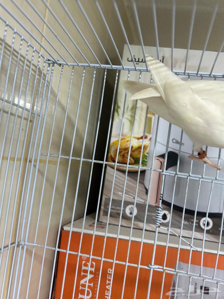 للبيع روز البينو ذكر منتج64316501610882114