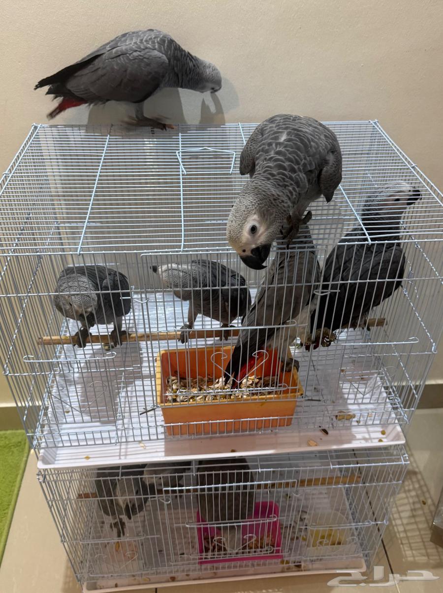 للبيع فروخ كاسكو هولندي64316011919619112