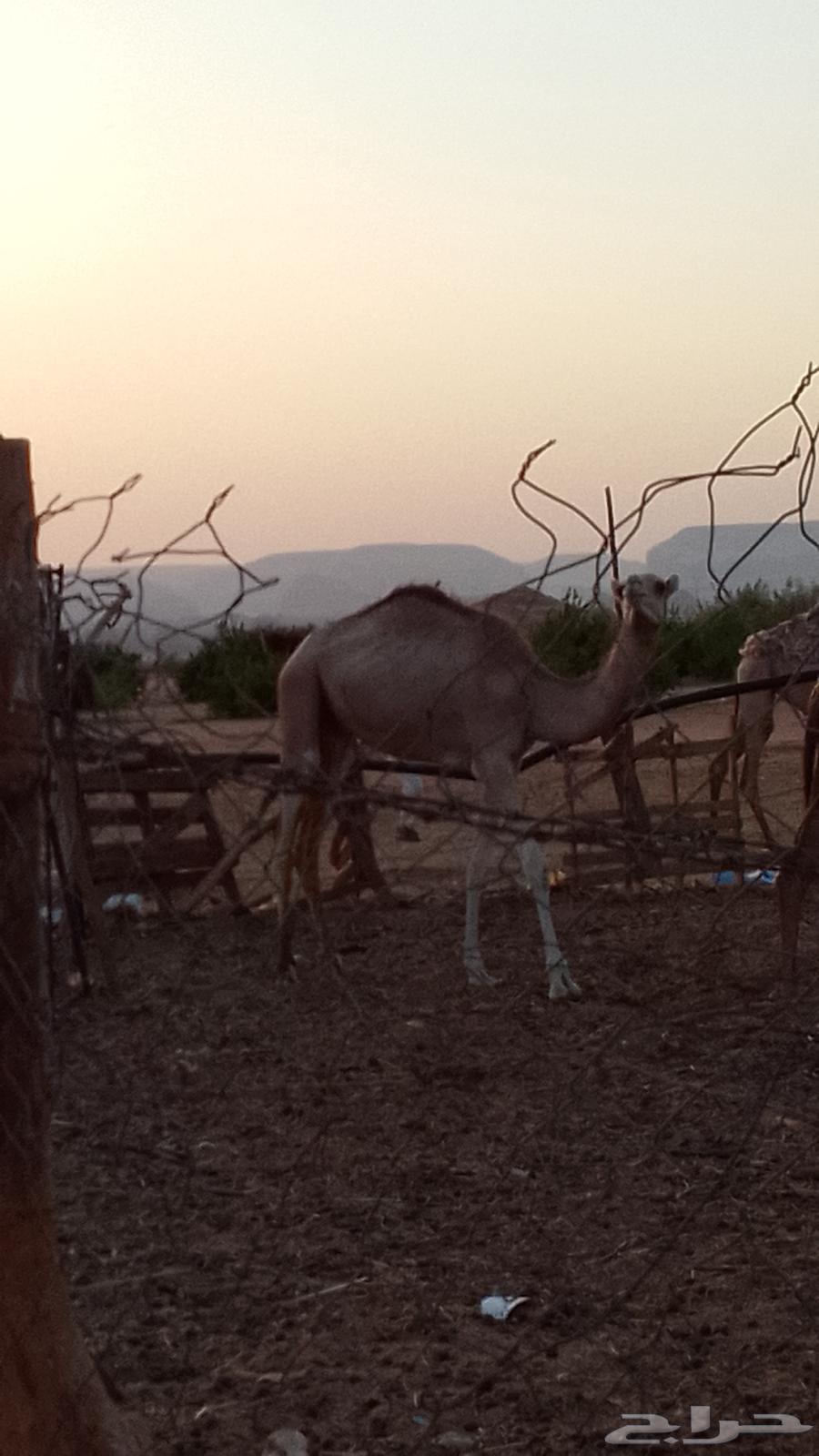 قعود مفرود للبيع العلا العذيب64252647996419113