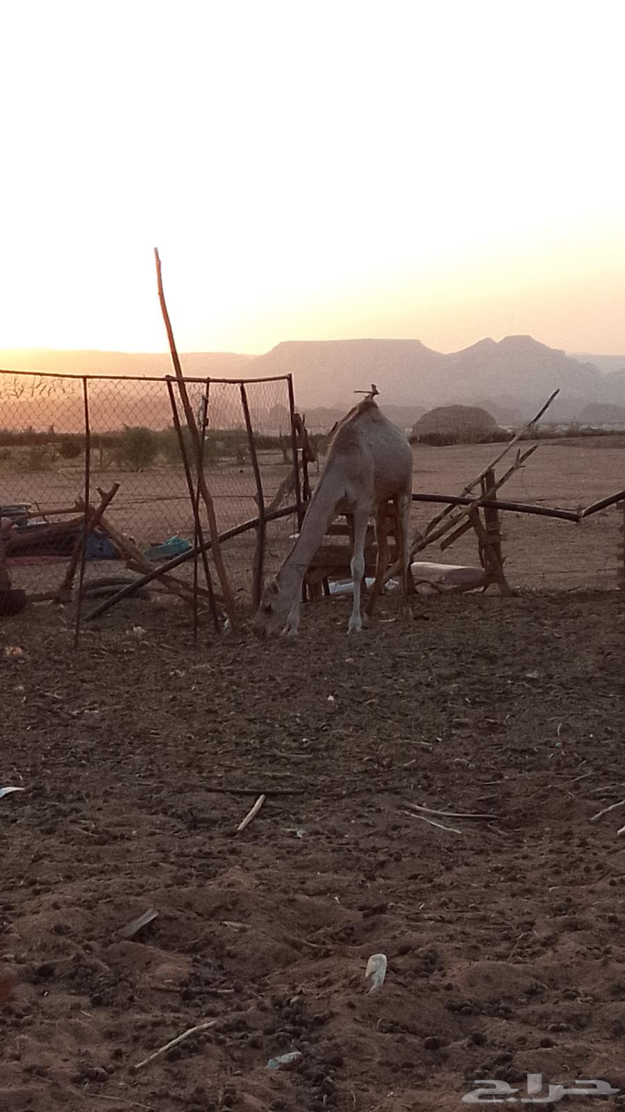 قعود مفرود للبيع العلا العذيب64252647996419112