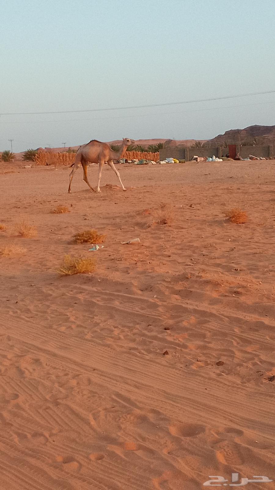 قعود مفرود للبيع العلا العذيب64252647996419110