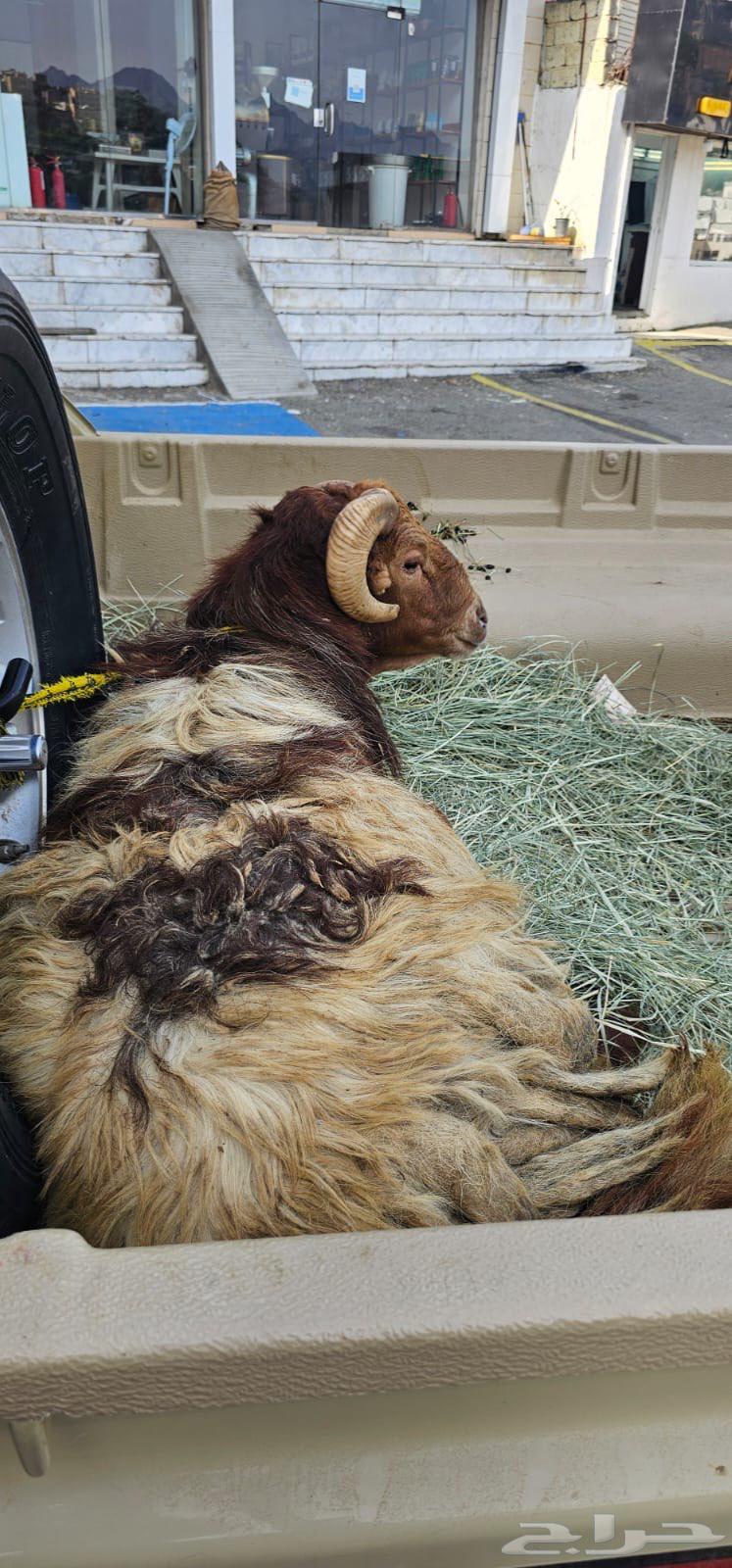 جبل حبس64476642957570110