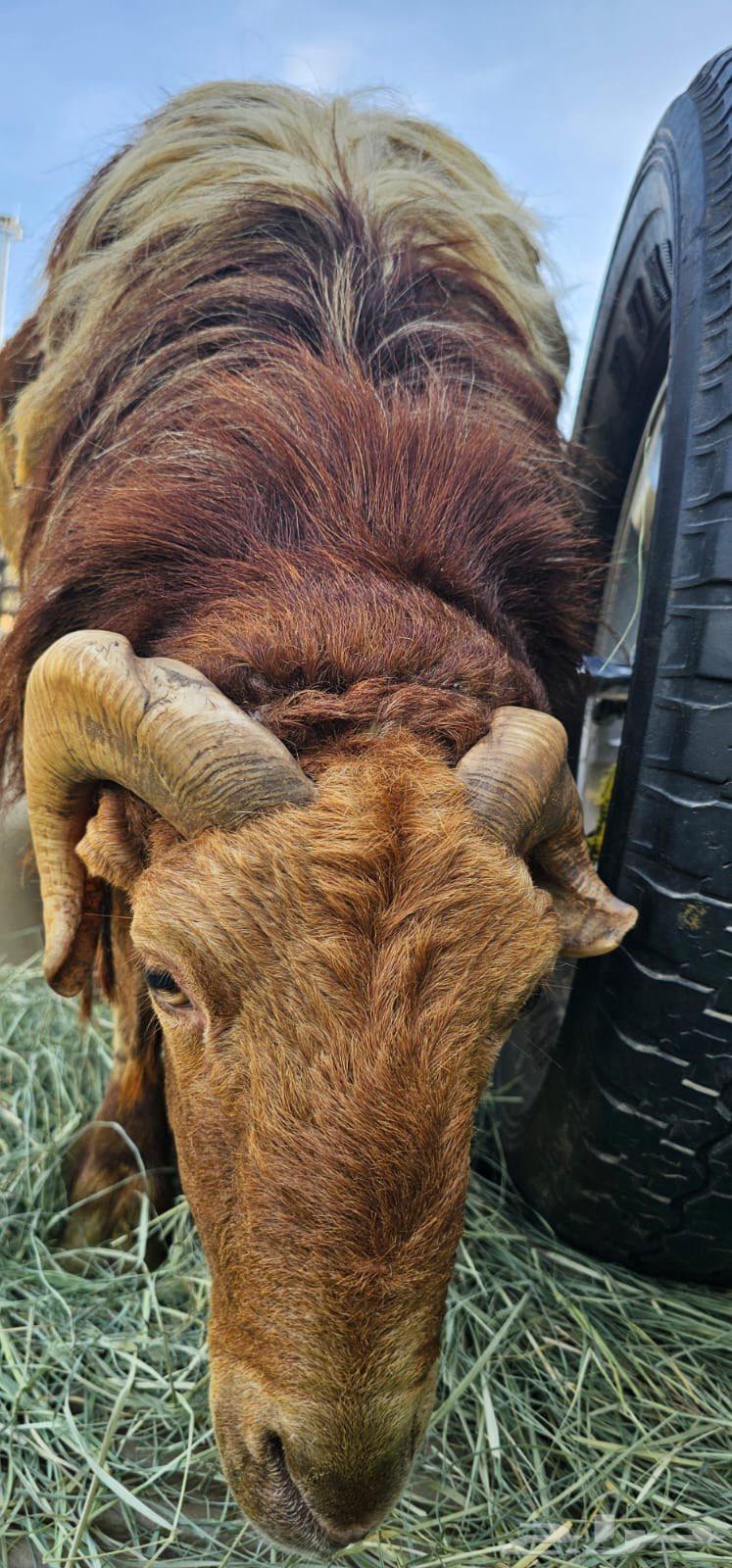 جبل حبس64476642957570111