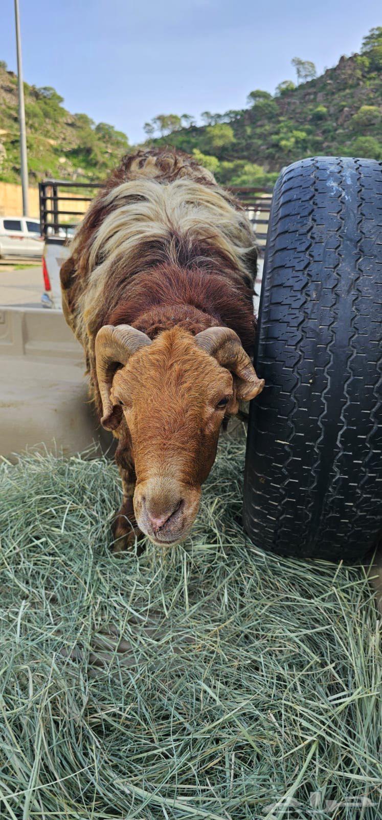 جبل حبس64476642957570112