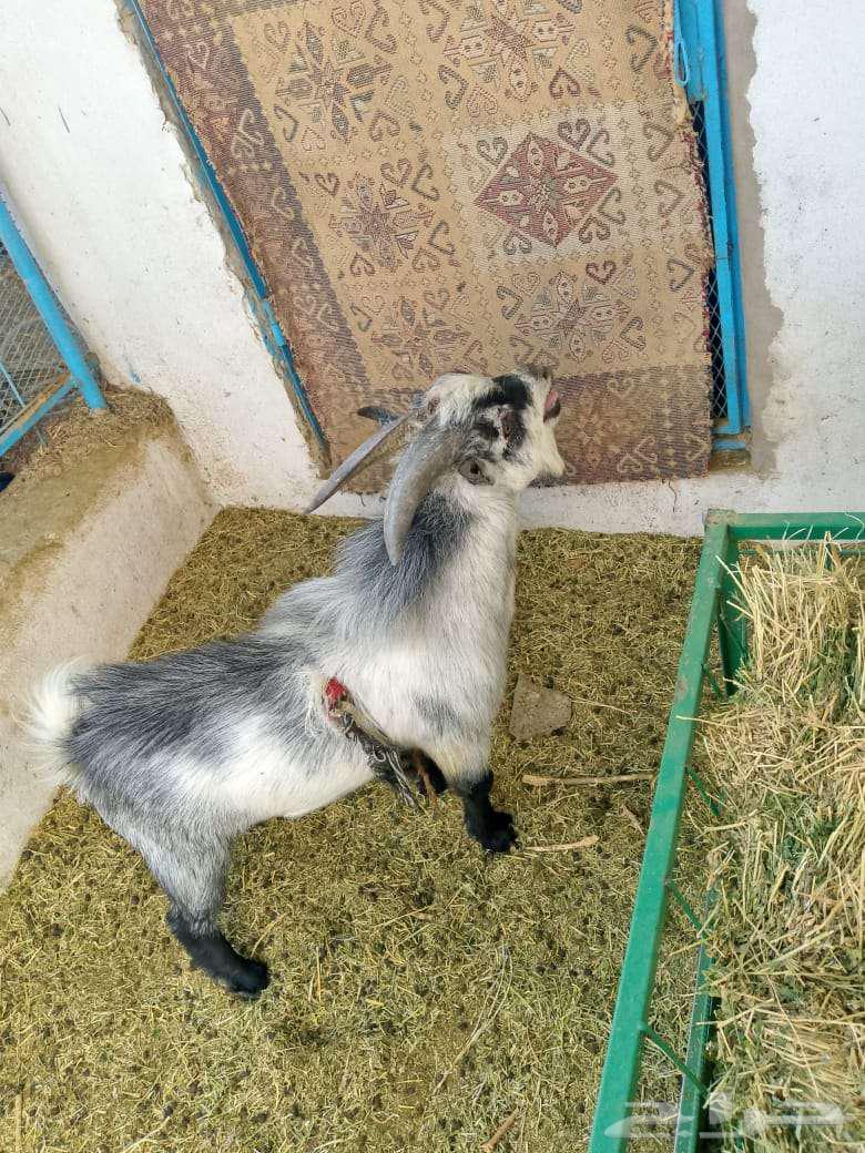 للبيع تيس قزمي للبيع في عيون الجواء64326684687745111