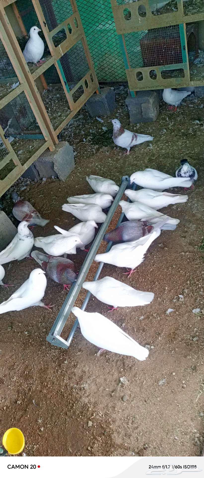 حمام فرنسي للبيع64351411925123110