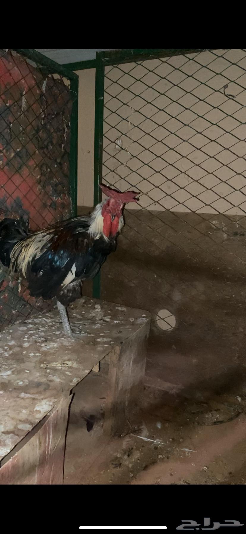 ديكه عربيه العرف تاج مستوا64264809786627111