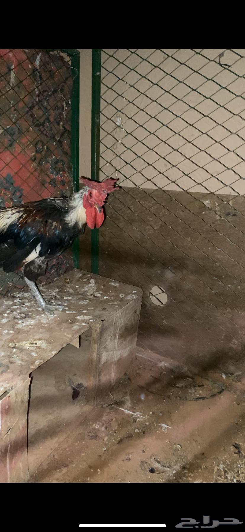 ديكه عربيه العرف تاج مستوا64264809786627110