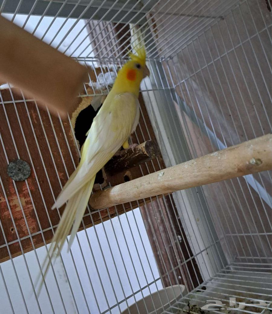 ذكر كروان لاتينو عيون حمر منتج64327398527874113