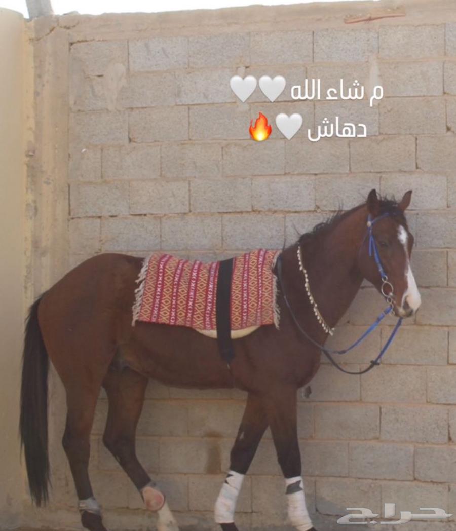 حصان انقليزي بورق للبيع64332243695233112