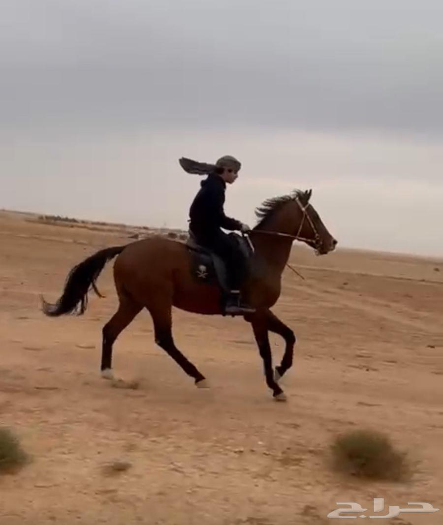 حصان انقليزي بورق للبيع64332243695233114